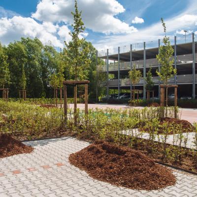 Baumpflanzung LaBaumpflanzung Lastrada Hotelwelt - Kassel - Buchestrada 