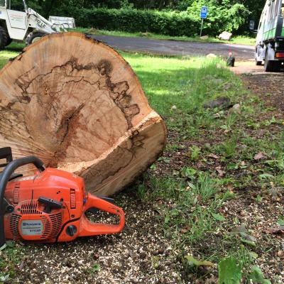 Holzmarmorierung durch Brandkrustenbefall an Buche