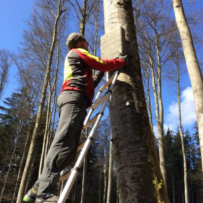 Anbringung von Fledermausquartieren 